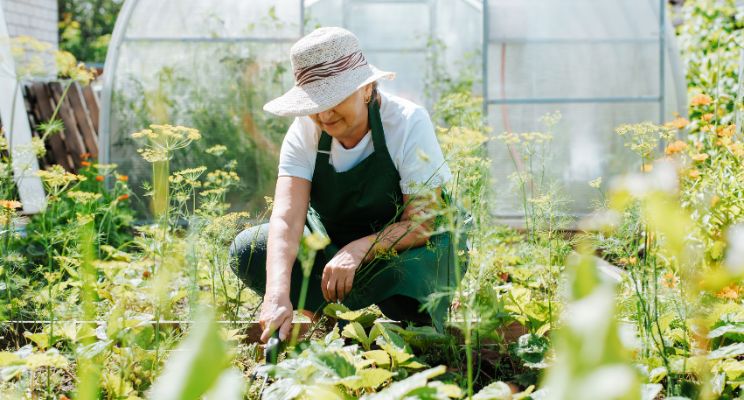 Older woman in a sun hat tending vegetable plants in a greenhouse garden